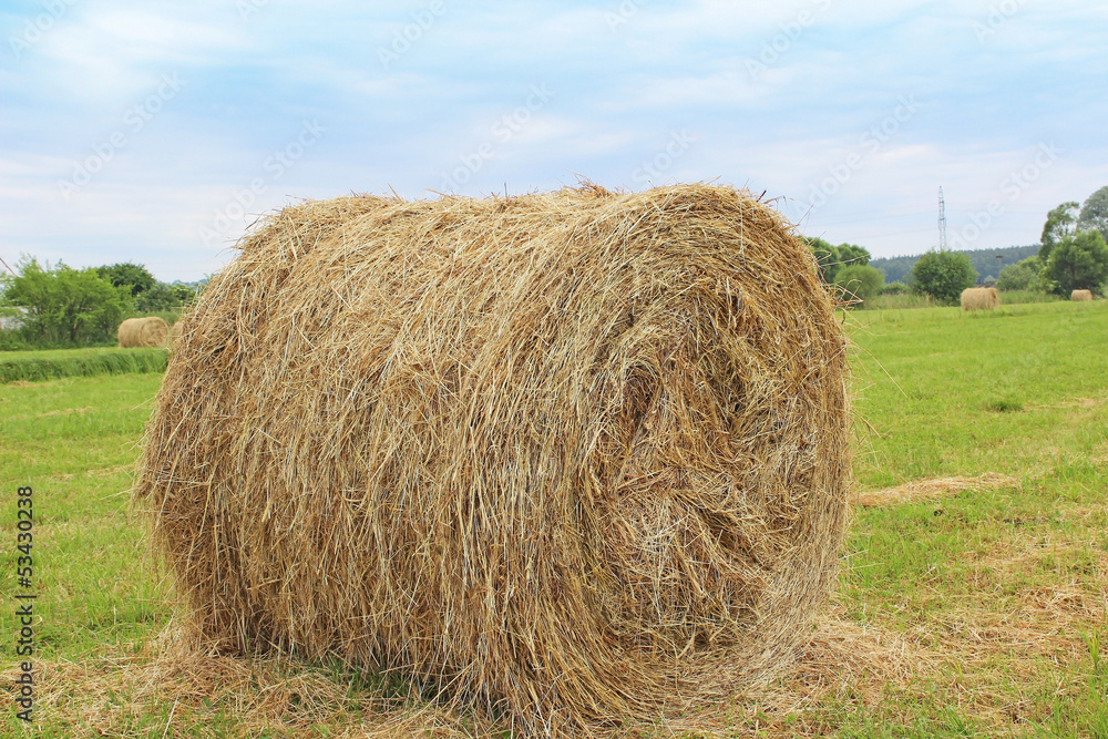 Hay bales on the field after harvest Hay bales on the field after harvest