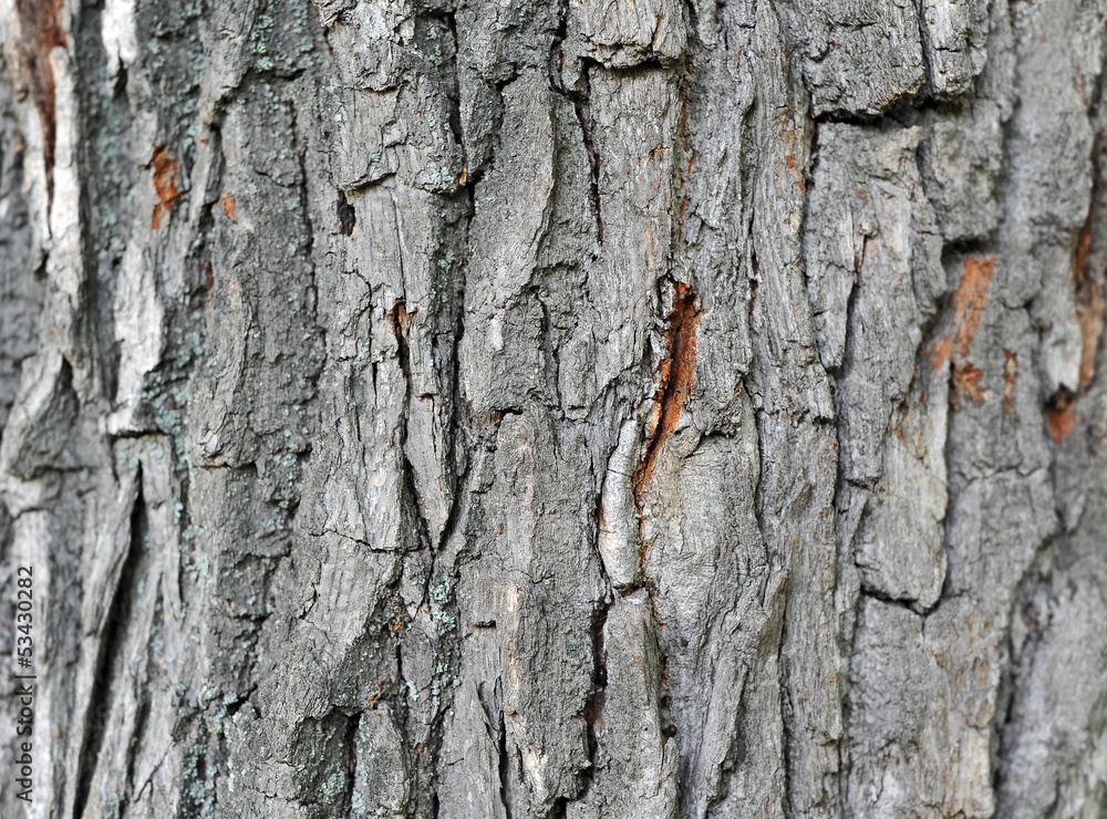 Texture shot of brown old tree bark Texture shot of brown old tree bark