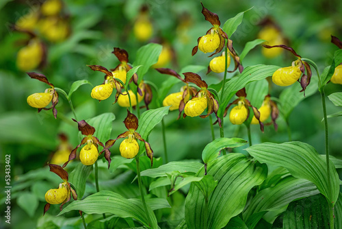 Ladys Slipper orchid - Cypr...