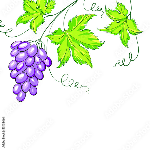 Bunch of grapevine.