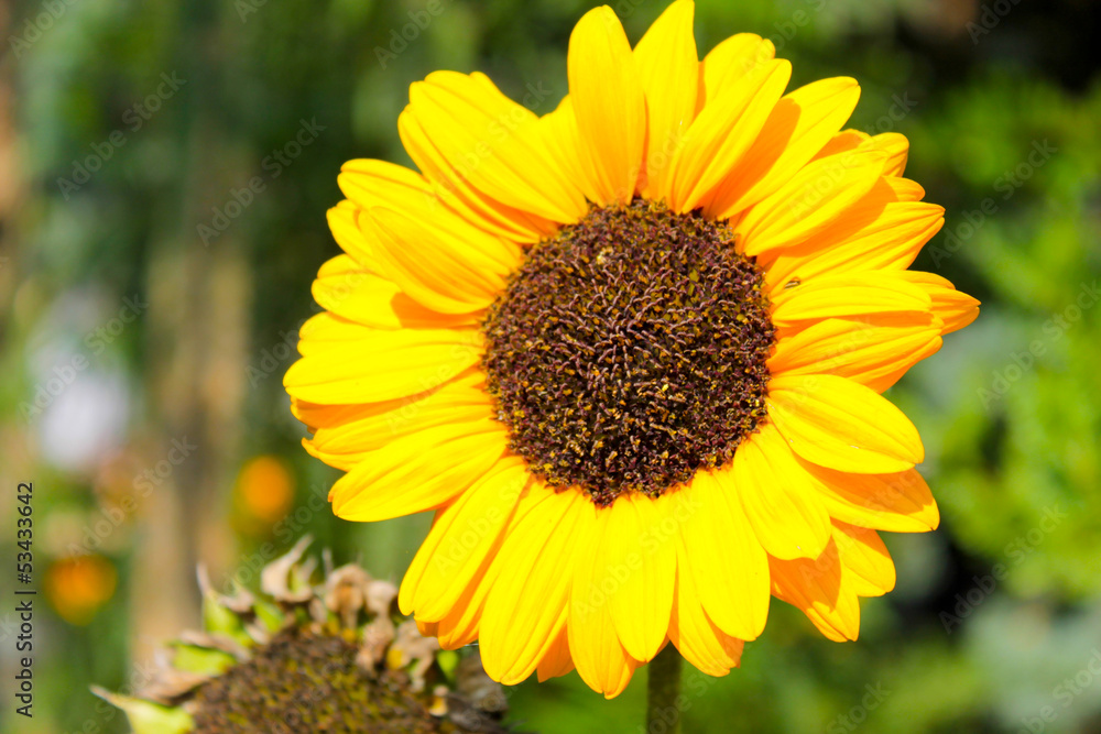 Sunflower Sunflower