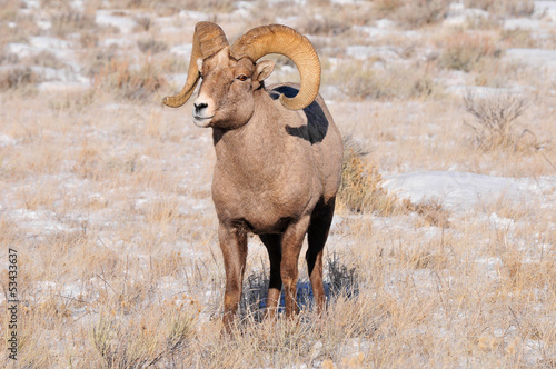 Bighorn Sheep