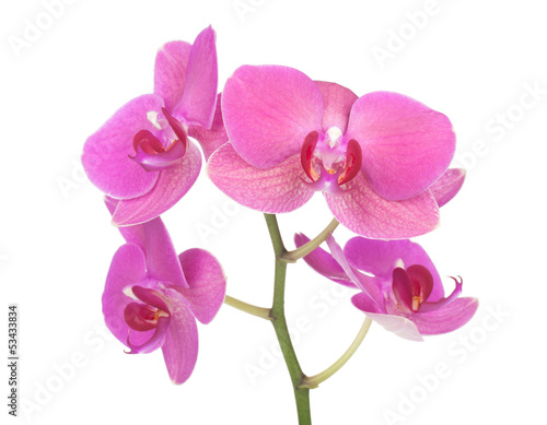 Pink orchid flowers