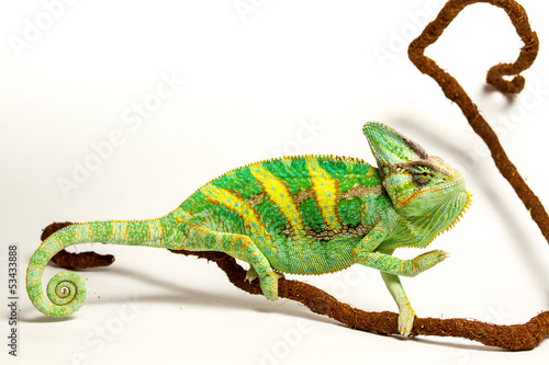 chameleon