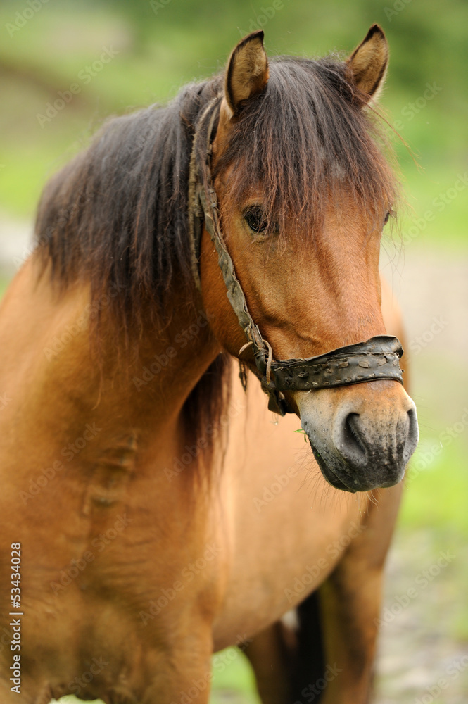 Fototapeta premium Koń
