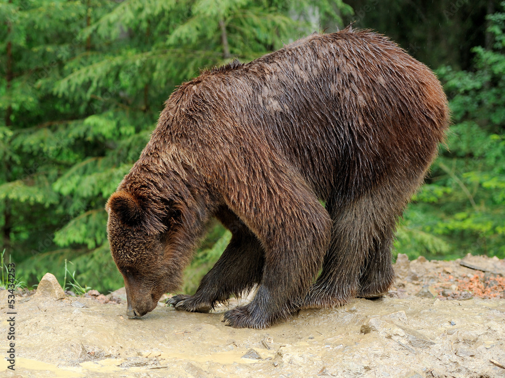 Bear Bear