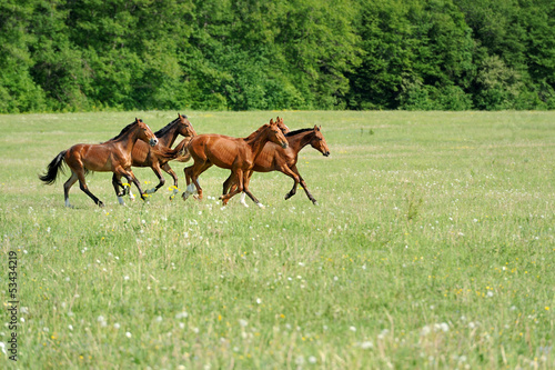 Horse photo