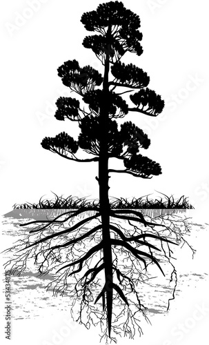 isolated black pine tree with long root
