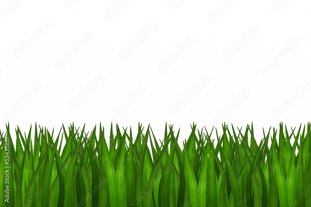Obraz premium green grass isolated