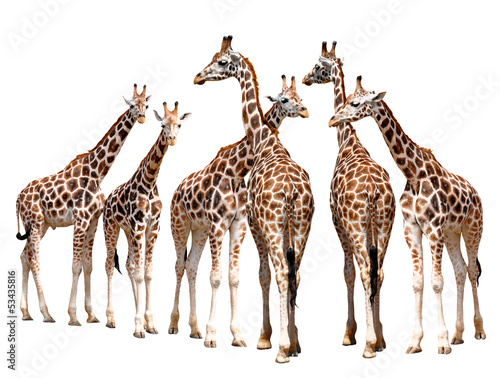 Fototapeta Naklejka Na Ścianę i Meble -  giraffes isolated