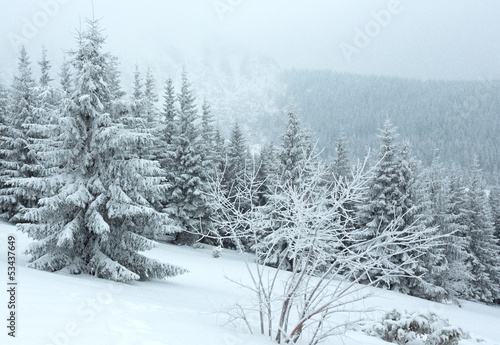 Winter snowfall mountain fir trees