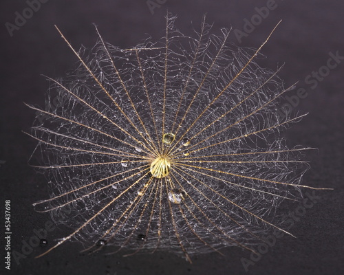 Fototapeta Dandelion seed covered dew on black background
