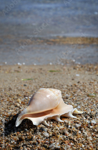 shell in sea © Stelios Filippou
