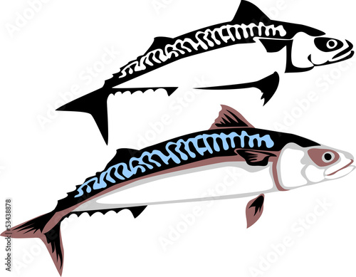 mackerel