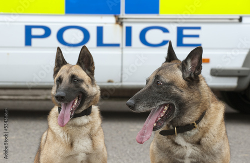 Photos Portrait of two police dogs