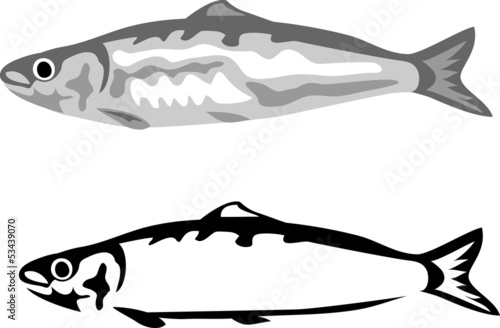 sardine