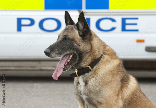 Tableau sur toile Portrait of a police dog