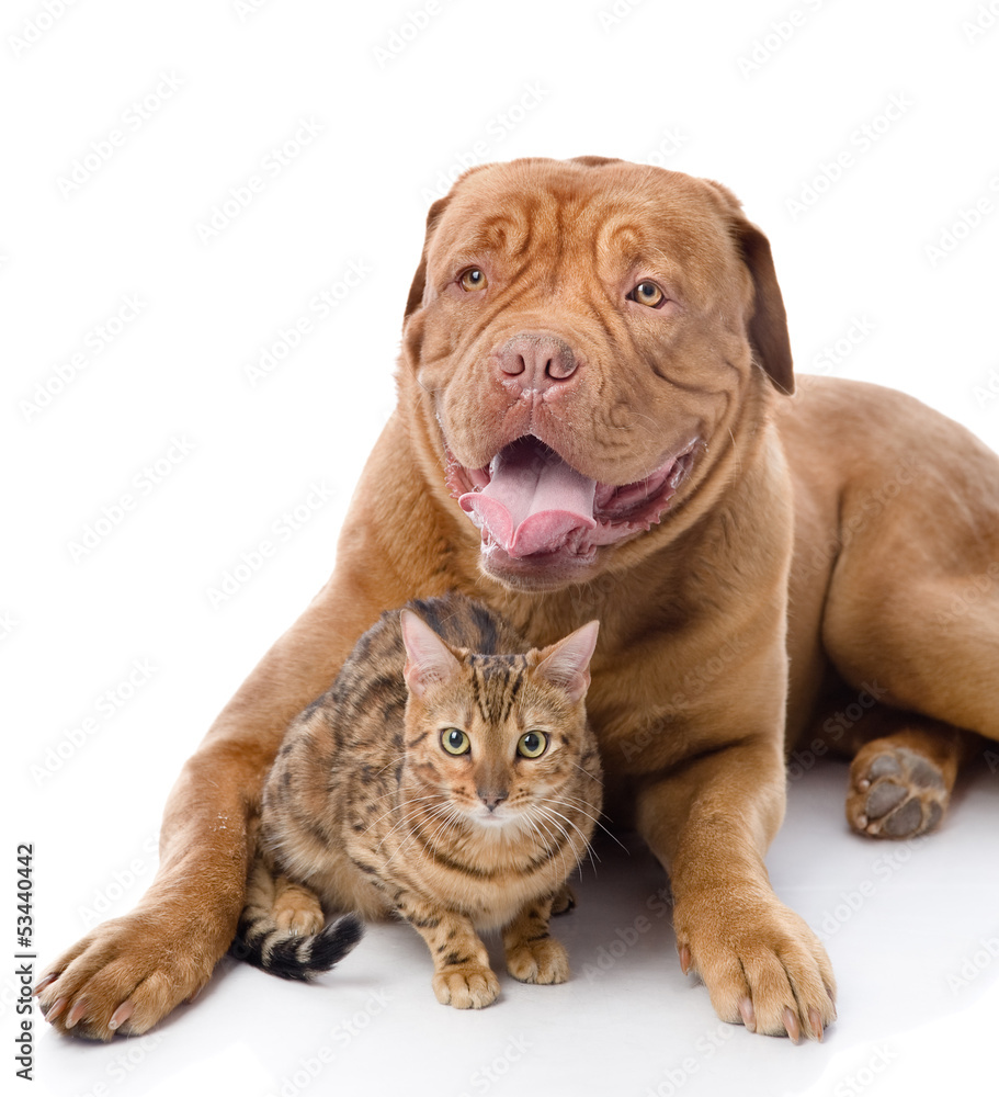Dogue de Bordeaux (French mastiff) and leopard cat Dogue de Bordeaux (French mastiff) and leopard cat