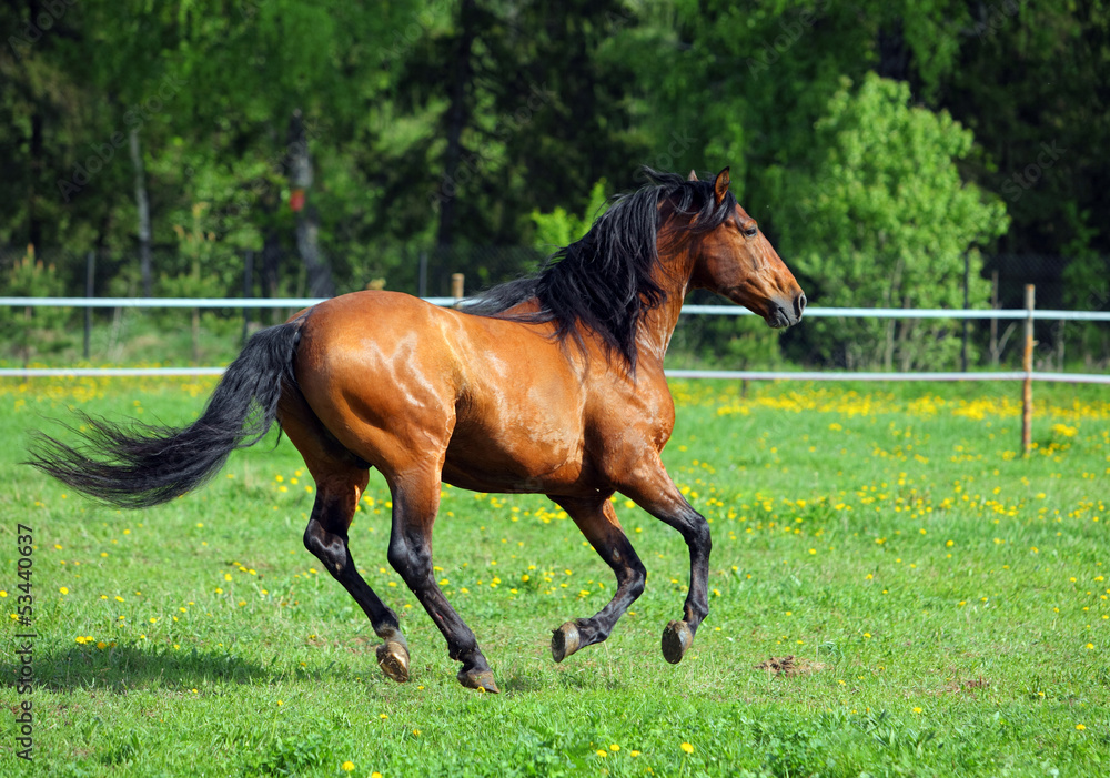 Fototapeta premium Horse gallop in a field