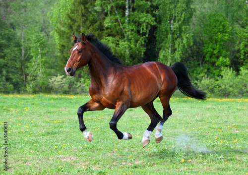 Bay stallion horse running