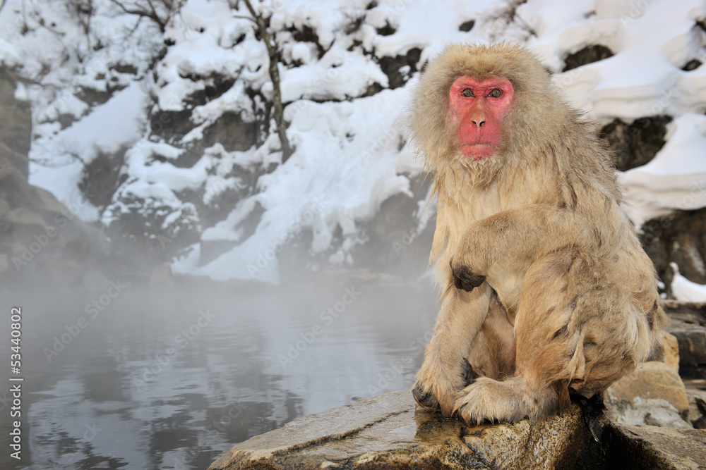 Naklejka premium Japanese Macaque sitting next to a hot spring.