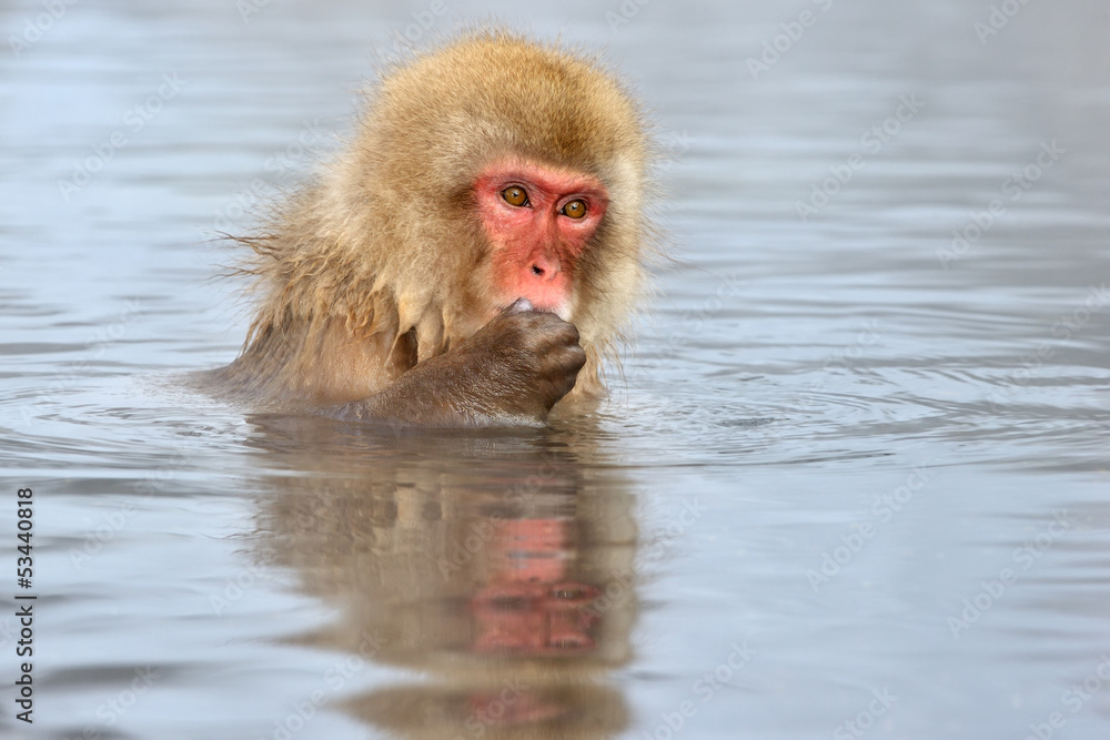 Fototapeta premium Japanese Macaque in hot spring.