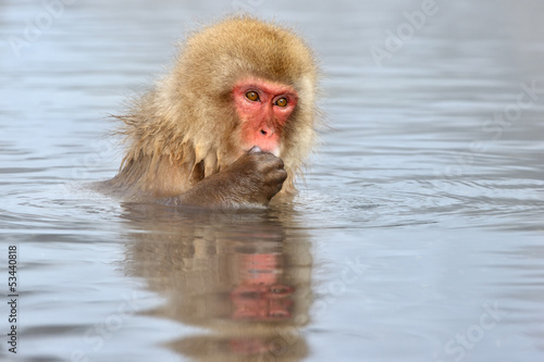 Japanese Macaque in hot spring.