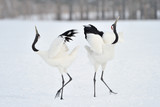 Two Red-crowned Cranes in courtship.