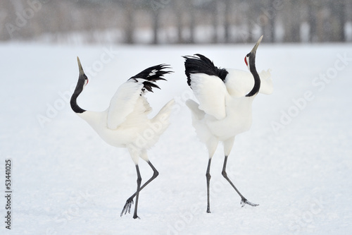 Two Red-crowned Cranes in courtship.