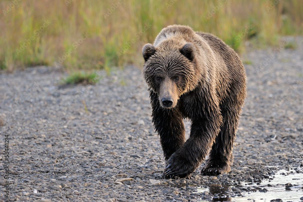 Kodiak Bear walking alongside river.