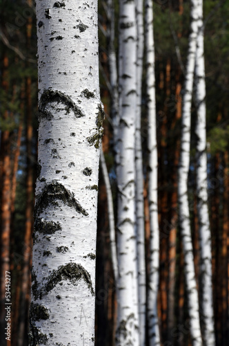 trunks of birch trees