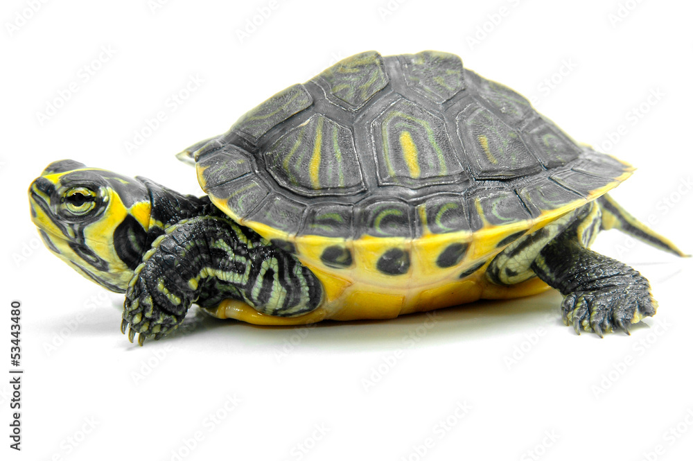 Fototapeta premium Galápago de Florida