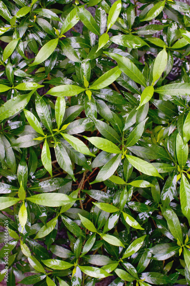 Obraz premium Green leaves texture background