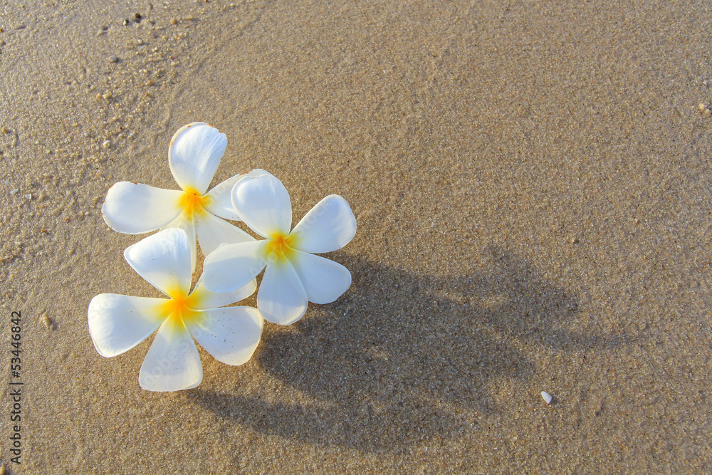 the beautiful flowers on beach background.JPG the beautiful flowers on beach background.JPG