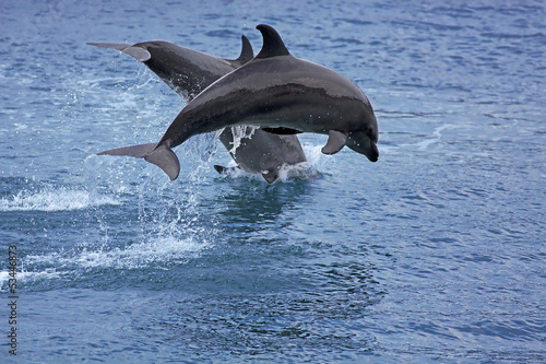 Fotografia, Obraz Bottlenose Dolphin
