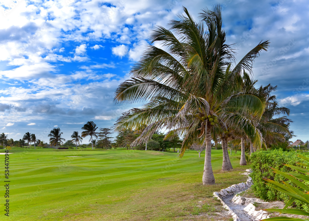 Palm trees on the edge field golf