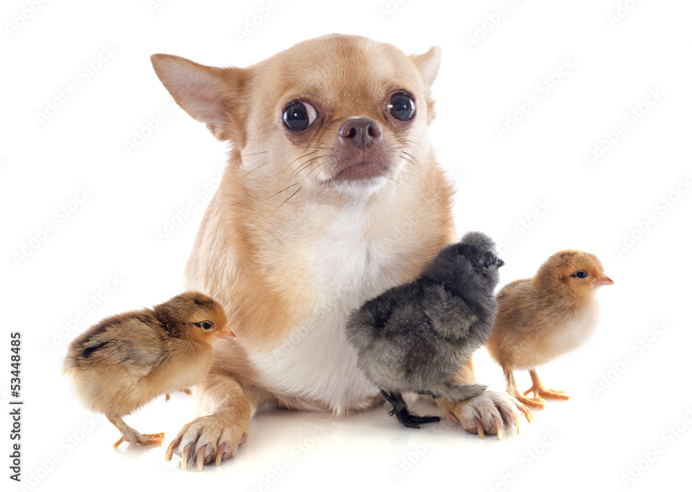Fototapeta premium young chicks and chihuahua