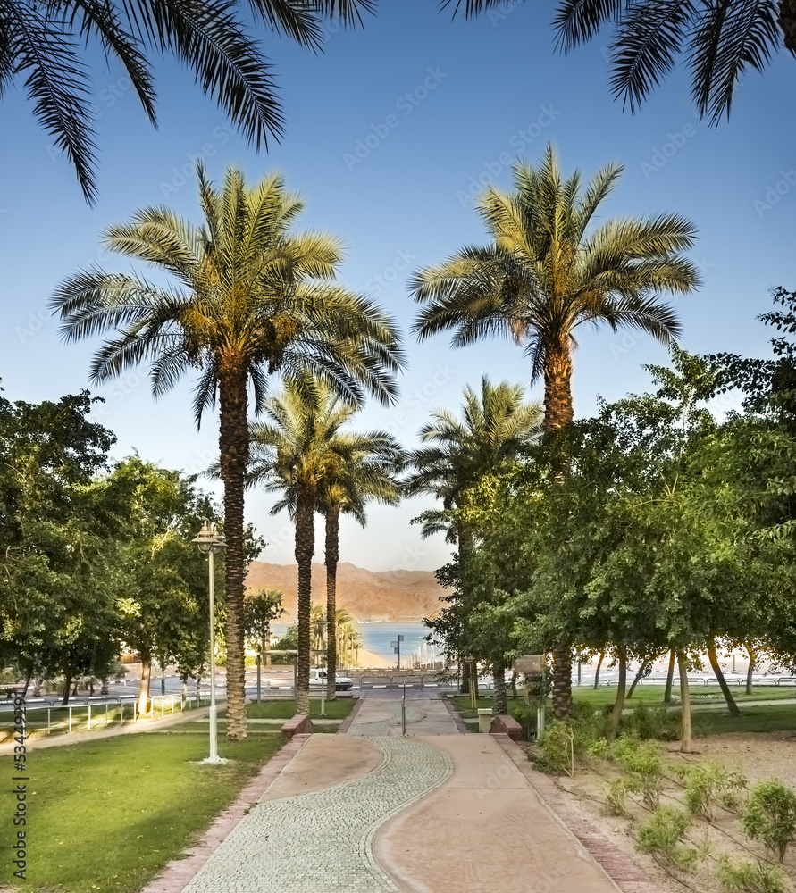Palm alley in Eilat - famous resort city in Israel
