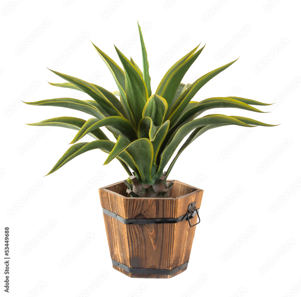Agave in wood bucket -Artificial plant Agave in wood bucket -Artificial plant