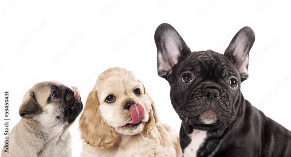 hungry dog licking tongue, tongue licking puppy