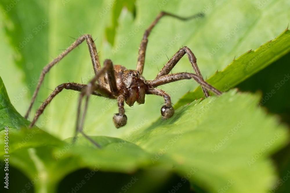 Front view of a nursery spider Front view of a nursery spider