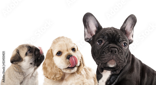 hungry dog licking tongue, tongue licking puppy