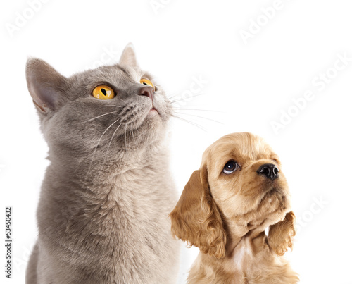 Fototapeta Naklejka Na Ścianę i Meble -  Cocker Spaniel puppy and  British cat