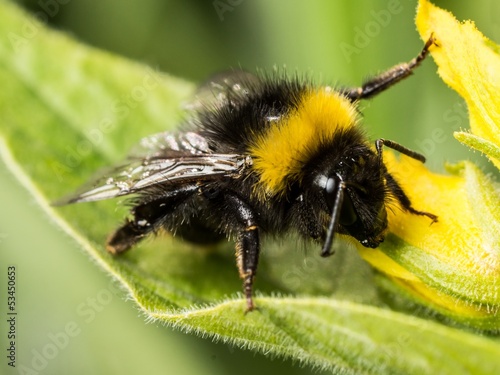 Bumble bee on a green leaf with a yellow flower © JGade