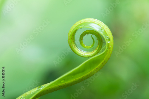 Unfolding young fern leave