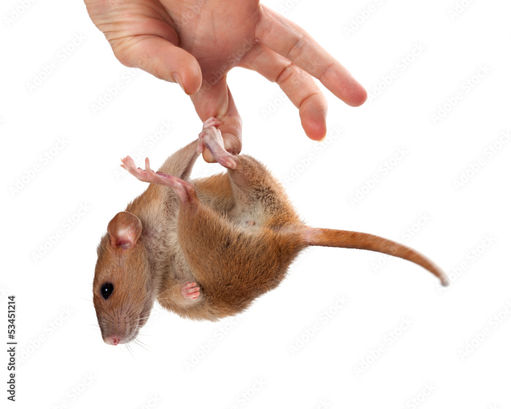 Fancy Rat Hang On Hand Stock 写真 Adobe Stock