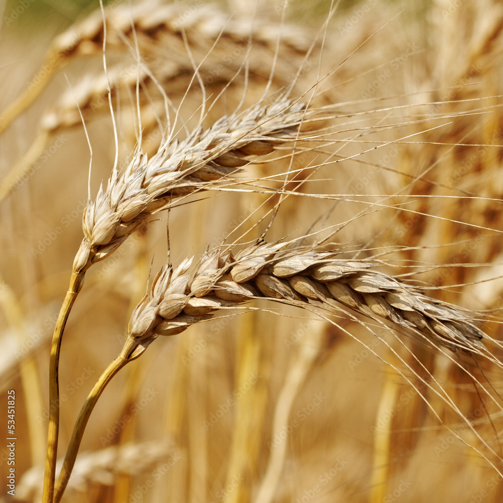 Wheat field.