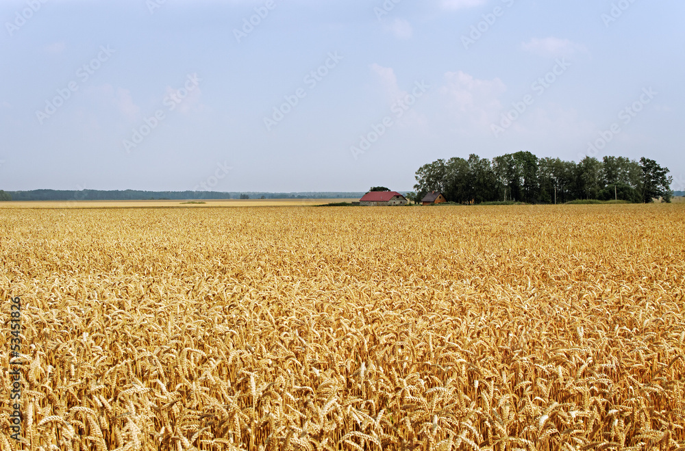 Naklejka premium Wheat field.