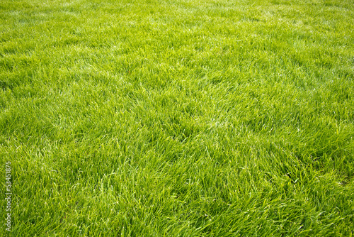 Belle pelouse neuve parfaite dans un jardin, fond et arrière-plan de jardinage et beau gazon vert, herbe verte photo