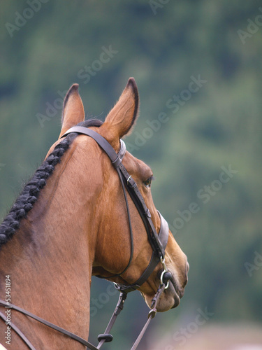 Horse Looking Away